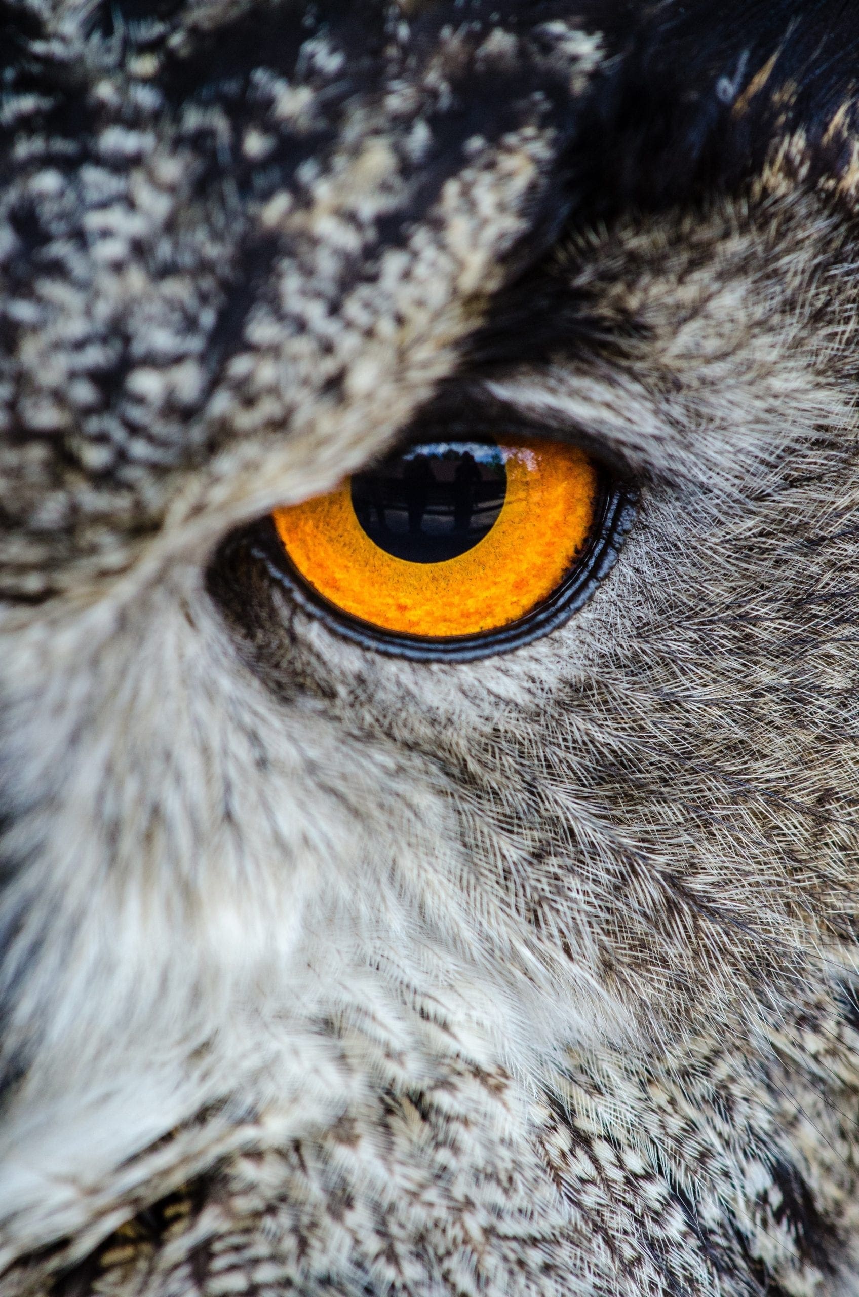 owl-eye